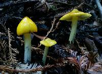 Hygrocybe singeri image