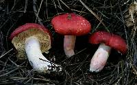 Russula sanguinaria image