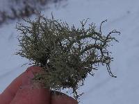 Usnea strigosa image