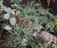 Usnea intermedia image