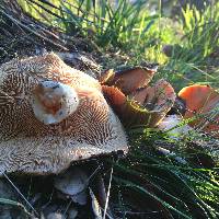 Lactarius alnicola image