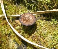 Polyporus arcularius image