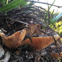 Lactarius alnicola image