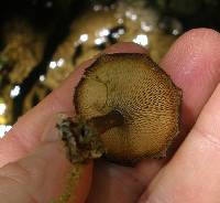 Polyporus arcularius image