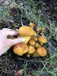 Gymnopilus ventricosus image