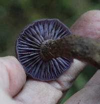 Laccaria amethysteo-occidentalis image