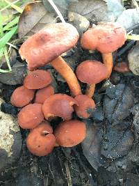 Lactarius rufulus image