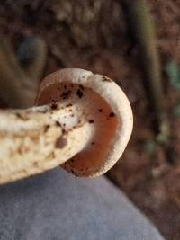 Leucopaxillus albissimus image