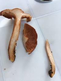 Lactarius rufulus image