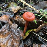 Lactarius rufulus image