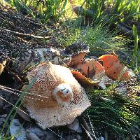 Lactarius alnicola image