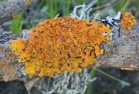 Xanthoria parietina var. parietina image