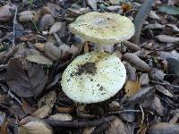 Amanita phalloides image