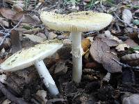 Amanita phalloides image