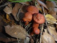 Lactarius rufulus image