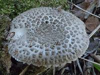 Amanita karea image