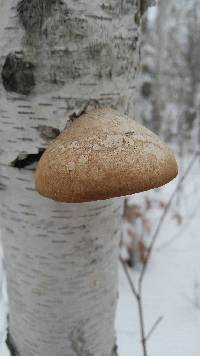 Fomitopsis betulina image