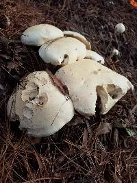 Leucopaxillus albissimus image