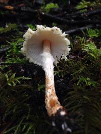 Lepiota magnispora image