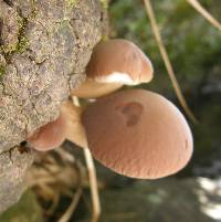 Agrocybe parasitica image