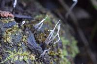 Xylaria hypoxylon image