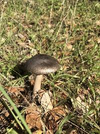 Amanita vaginata image