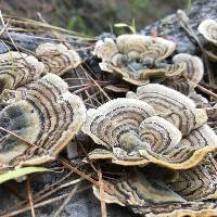 Trametes versicolor image