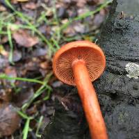 Lactarius rufulus image