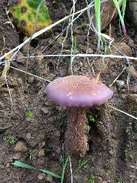 Laccaria amethysteo-occidentalis image