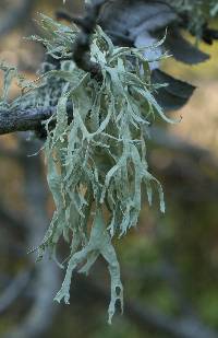 Ramalina subleptocarpha image