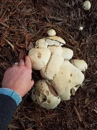 Leucopaxillus albissimus image