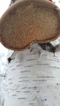 Piptoporus betulinus image