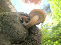 Agrocybe parasitica image