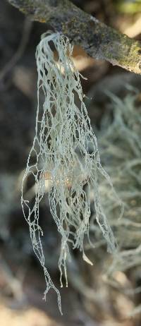 Ramalina menziesii image