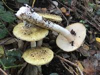 Amanita phalloides image