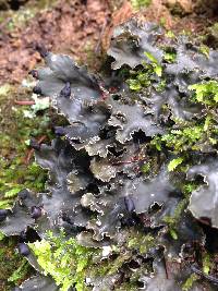 Peltigera collina image