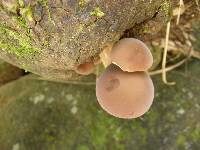 Agrocybe parasitica image