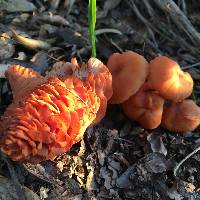 Laccaria laccata image