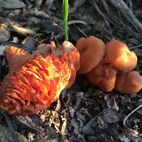 Laccaria laccata image