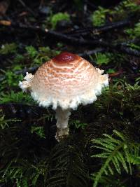 Lepiota magnispora image