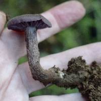 Laccaria amethysteo-occidentalis image