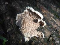 Schizophyllum commune image