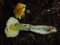 Hygrocybe acutoconica image