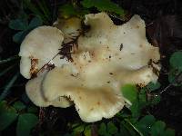 Clitocybe nebularis image