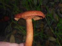 Lactarius rufulus image