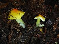 Hygrocybe acutoconica image