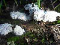 Schizophyllum commune image