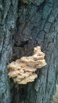 Laetiporus cincinnatus image