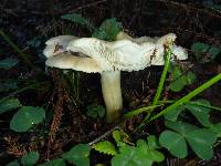 Clitocybe nebularis image