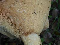 Lactarius alnicola image